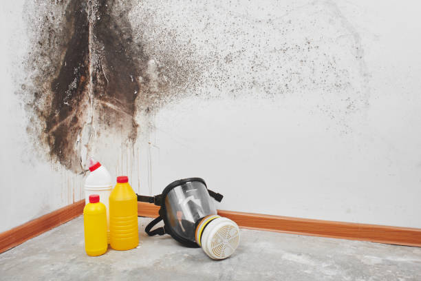 Mold Removal and Inspection in Laurel, MS