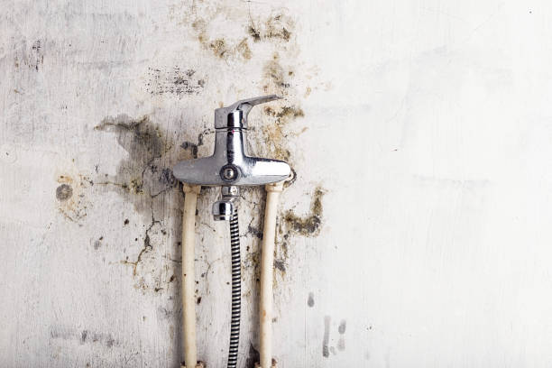 Best Mold Testing  in Laurel, MS