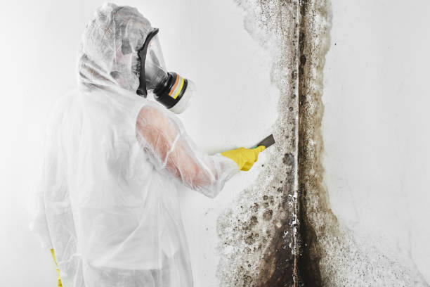 Best Toxic Mold Removal  in Laurel, MS
