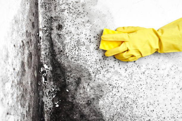 Attic Mold Removal in Laurel, MS