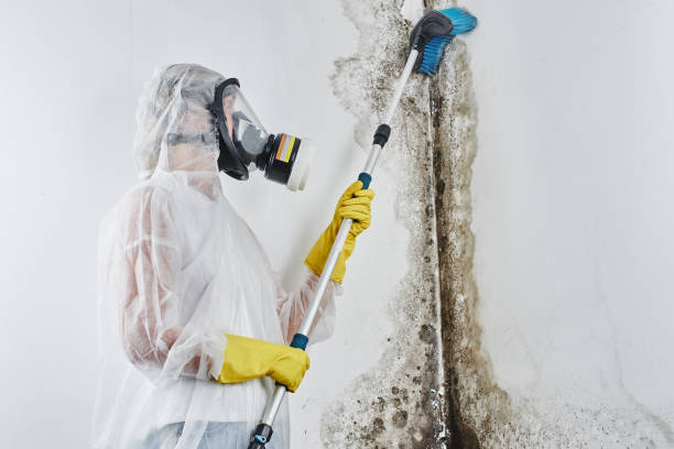  Laurel, MS Mold Removal Pros