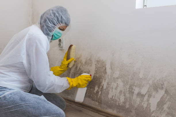 Best Commercial Mold Removal  in Laurel, MS
