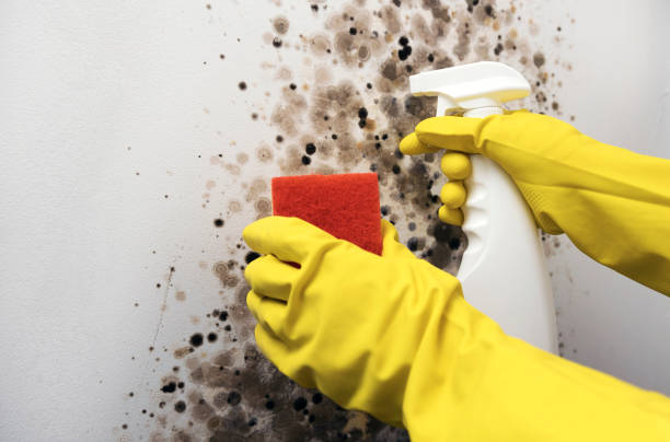 Best Local Mold Removal Service  in Laurel, MS