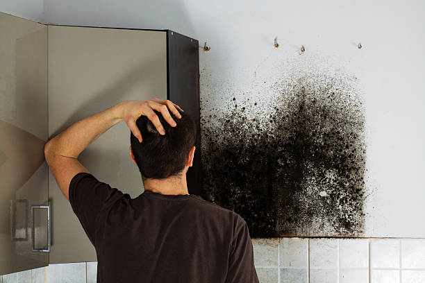 Best Mold Damage Repair  in Laurel, MS