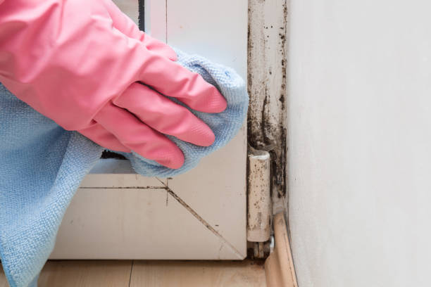 Best Attic Mold Removal  in Laurel, MS