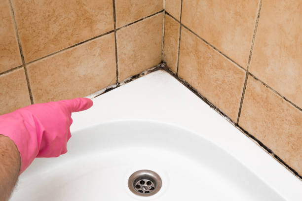 Trusted Laurel, MS Mold Removal Experts